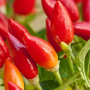 Hot Pequin Peppers Live Plant 4 Inch Pot Hot Chili Pepper