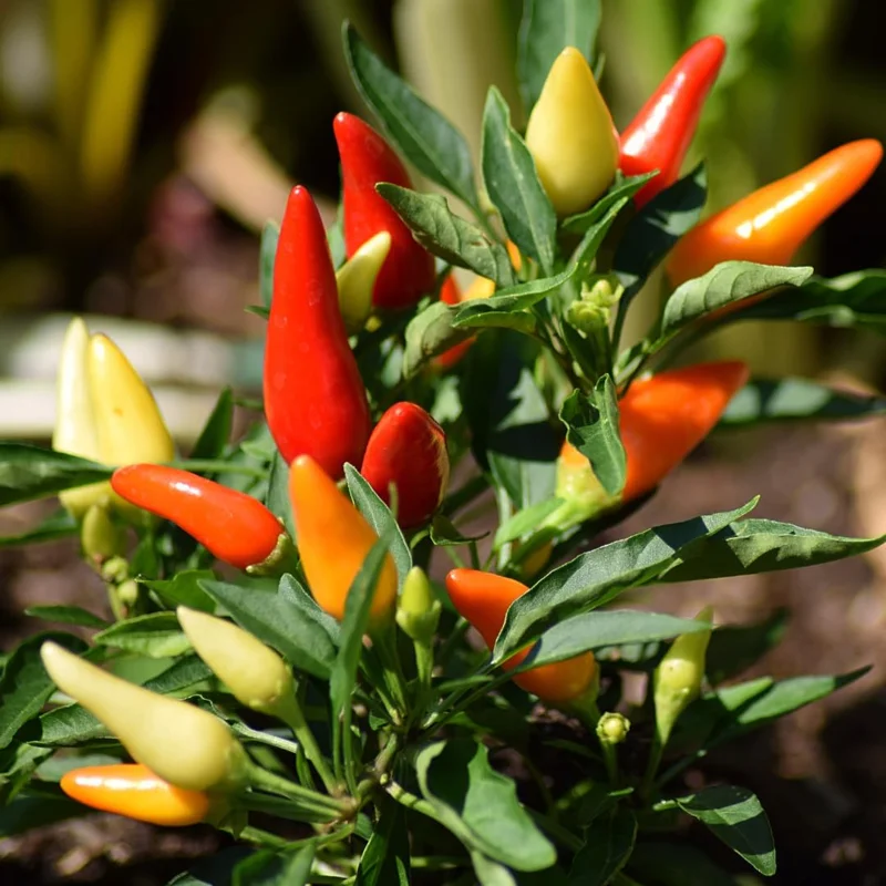 Hot Pequin Peppers Live Plant 4 Inch Pot Hot Chili Pepper