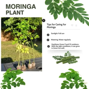 Moringa Oleifera Live Plants - 2 Pack Malunggay Drumstick Starter Plants