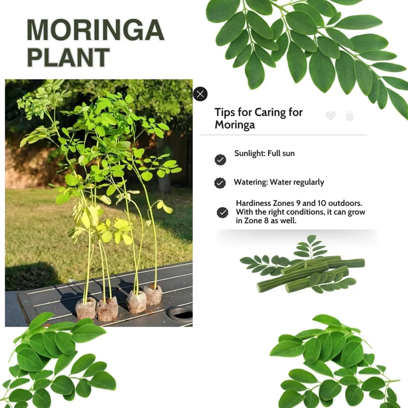 Moringa Oleifera Live Plants - 2 Pack Malunggay Drumstick Starter Plants