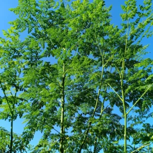 Moringa Oleifera Live Plants - 2 Pack Malunggay Drumstick Starter Plants