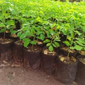 Moringa Oleifera Live Plants - 2 Pack Malunggay Drumstick Starter Plants