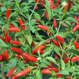 Chile Pequin Pepper Plants - 2 Live Hot Chili Plants Ready to Grow