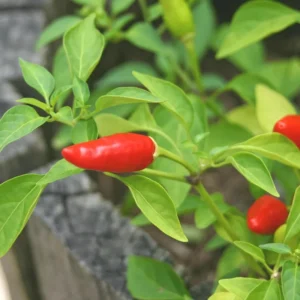 Chile Pequin Pepper Plants - 2 Live Hot Chili Plants Ready to Grow