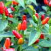 Chile Pequin Pepper Plants - 2 Live Hot Chili Plants Ready to Grow