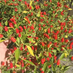 Chile Pequin Pepper Plants - 2 Live Hot Chili Plants Ready to Grow