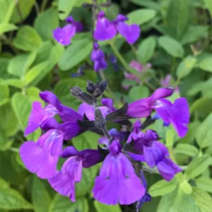 Perennial Salvia Plants - Live Sage in 4 Inch Pot - Violet Purple Blue Flowers
