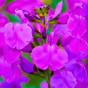 Perennial Salvia Plants - Live Sage in 4 Inch Pot - Violet Purple Blue Flowers