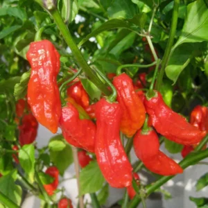 Red Bhut Jolokia Ghost Peppers Live Plants - Hot Chili Pepper Plants