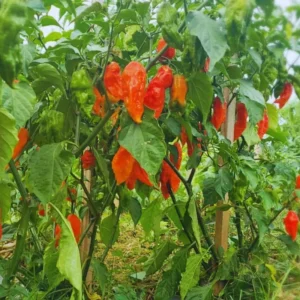 Red Bhut Jolokia Ghost Peppers Live Plants - Hot Chili Pepper Plants