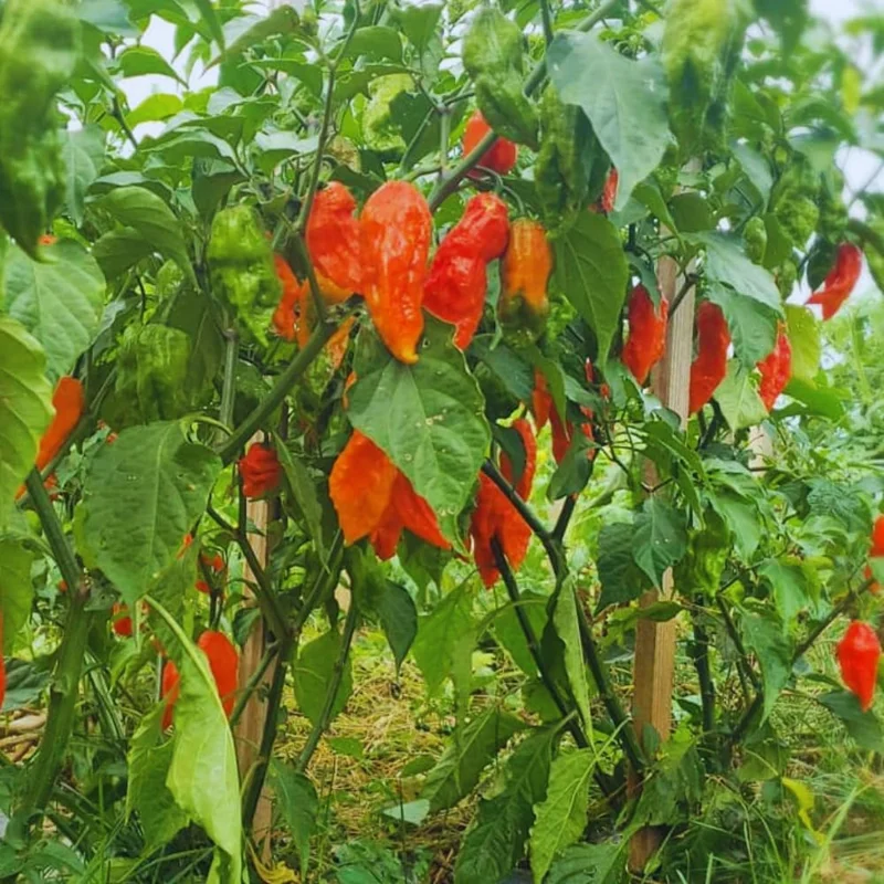 Red Bhut Jolokia Ghost Peppers Live Plants - Hot Chili Pepper Plants