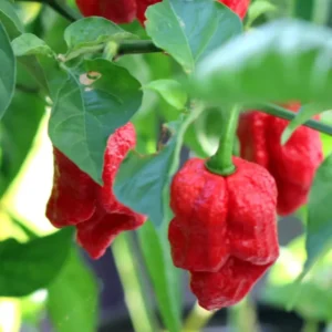 Red Bhut Jolokia Ghost Peppers Live Plants - Hot Chili Pepper Plants