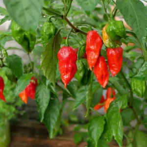 Red Bhut Jolokia Ghost Peppers Live Plants - Hot Chili Pepper Plants