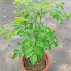 Malunggay Plant Live, Moringa Oleifera, 1-2 Ft, Herb Vegetable Planting
