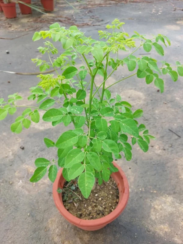 Malunggay Plant Live, Moringa Oleifera, 1-2 Ft, Herb Vegetable Planting