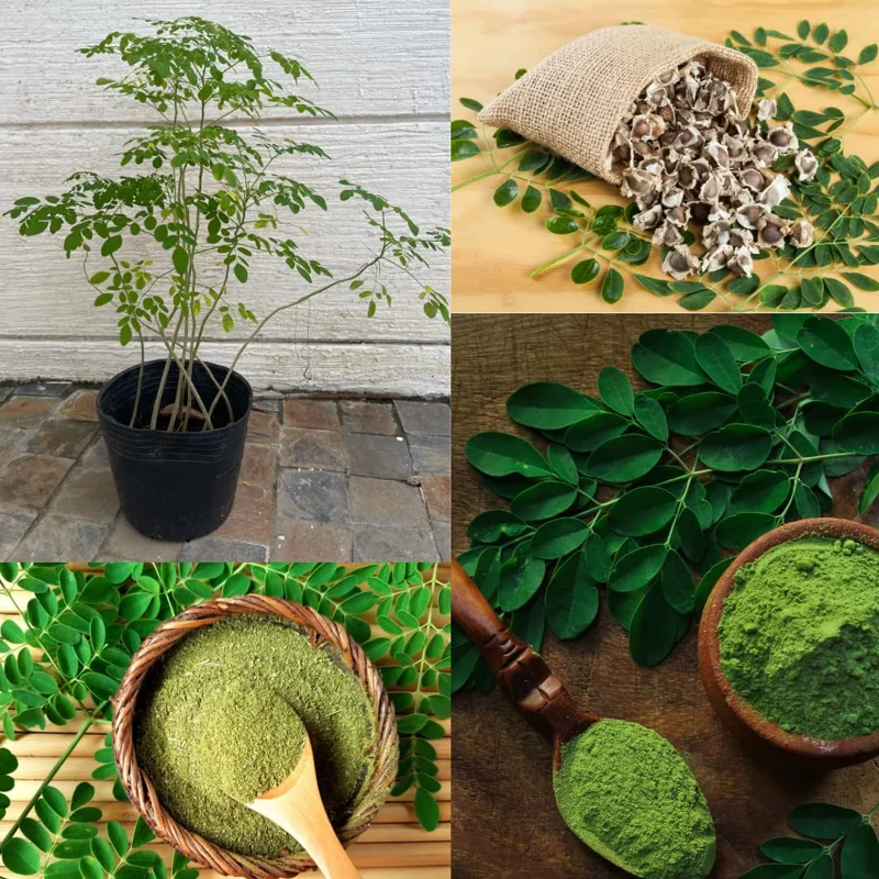 Malunggay Plant Live, Moringa Oleifera, 1-2 Ft, Herb Vegetable Planting