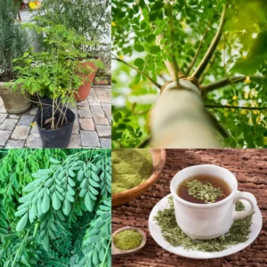 Malunggay Plant Live, Moringa Oleifera, 1-2 Ft, Herb Vegetable Planting