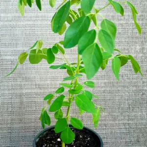 Malunggay Plant Live, Moringa Oleifera, 1-2 Ft, Herb Vegetable Planting