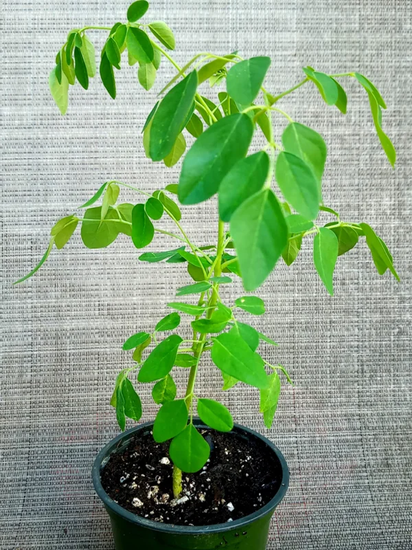 Malunggay Plant Live, Moringa Oleifera, 1-2 Ft, Herb Vegetable Planting