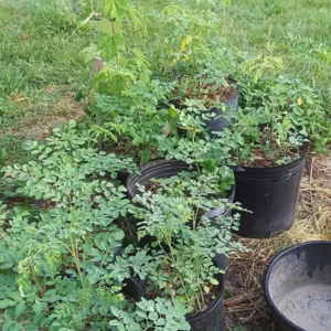 Malunggay Plant Live, Moringa Oleifera, 1-2 Ft, Herb Vegetable Planting