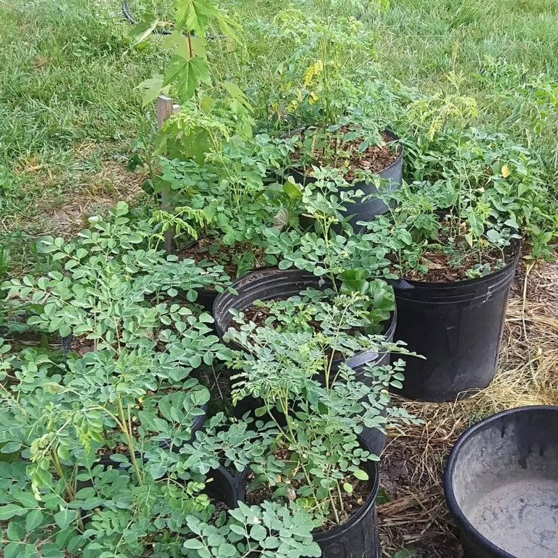 Malunggay Plant Live, Moringa Oleifera, 1-2 Ft, Herb Vegetable Planting