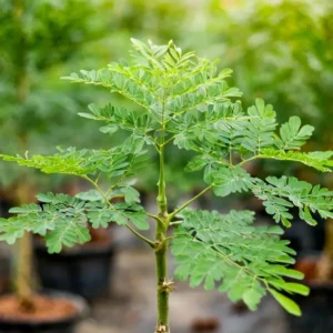Malunggay Plant Live, Moringa Oleifera, 1-2 Ft, Herb Vegetable Planting