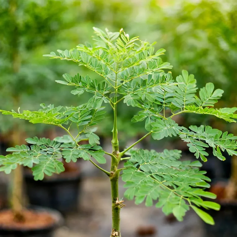 Malunggay Plant Live, Moringa Oleifera, 1-2 Ft, Herb Vegetable Planting