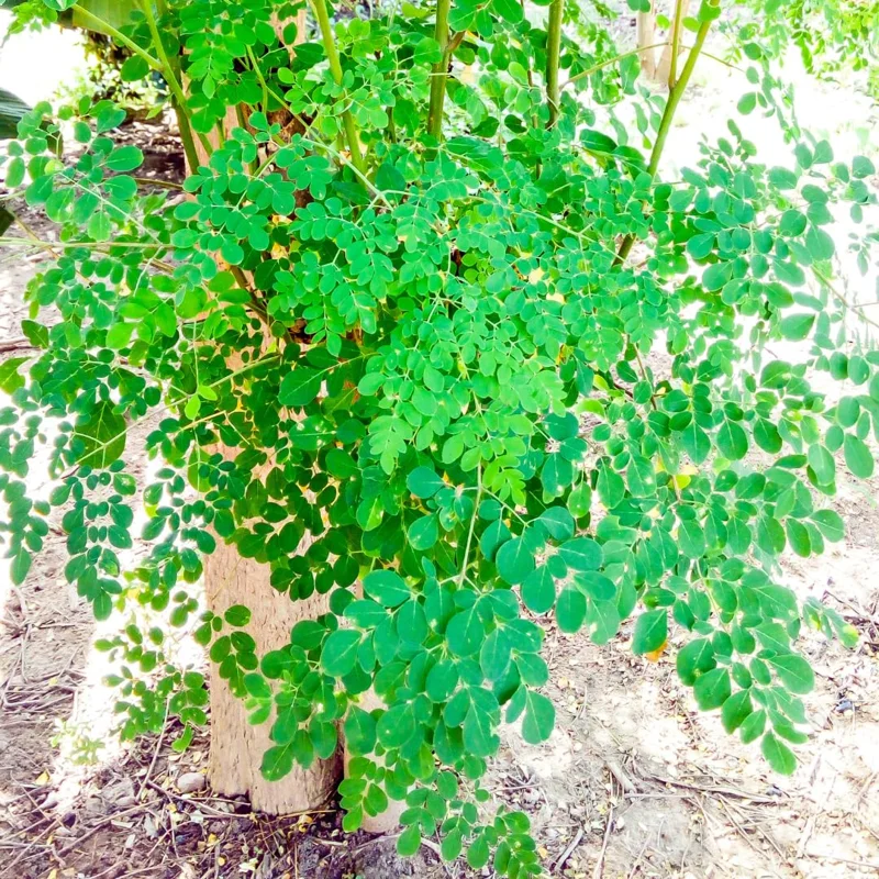 Malunggay Plant Live, Moringa Oleifera, 1-2 Ft, Herb Vegetable Planting