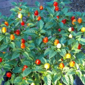 Chiltepin Pepper Live Plant 4 Inch Pot Hot Chili Pepper Plant