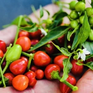 Chiltepin Pepper Live Plant 4 Inch Pot Hot Chili Pepper Plant