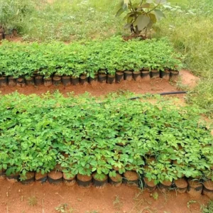 Live Moringa Plant - Pack of 2 Malunggay Plants - Drumstick Horseradish – Green Starter Plants