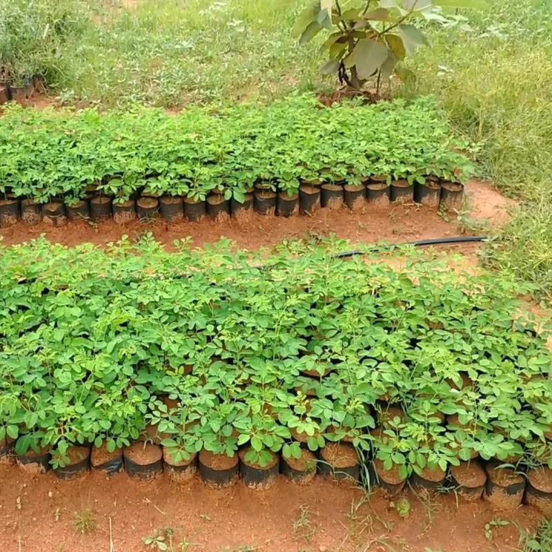 Live Moringa Plant - Pack of 2 Malunggay Plants - Drumstick Horseradish – Green Starter Plants