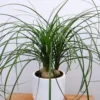 Ponytail Palm Live Plant - 12-16 Inch Indoor Plant in 4 Inch Pot