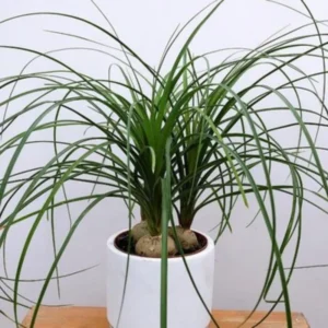 Ponytail Palm Live Plant - 12-16 Inch Indoor Plant in 4 Inch Pot