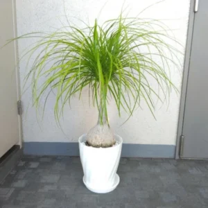 Ponytail Palm Live Plant - 12-16 Inch Indoor Plant in 4 Inch Pot
