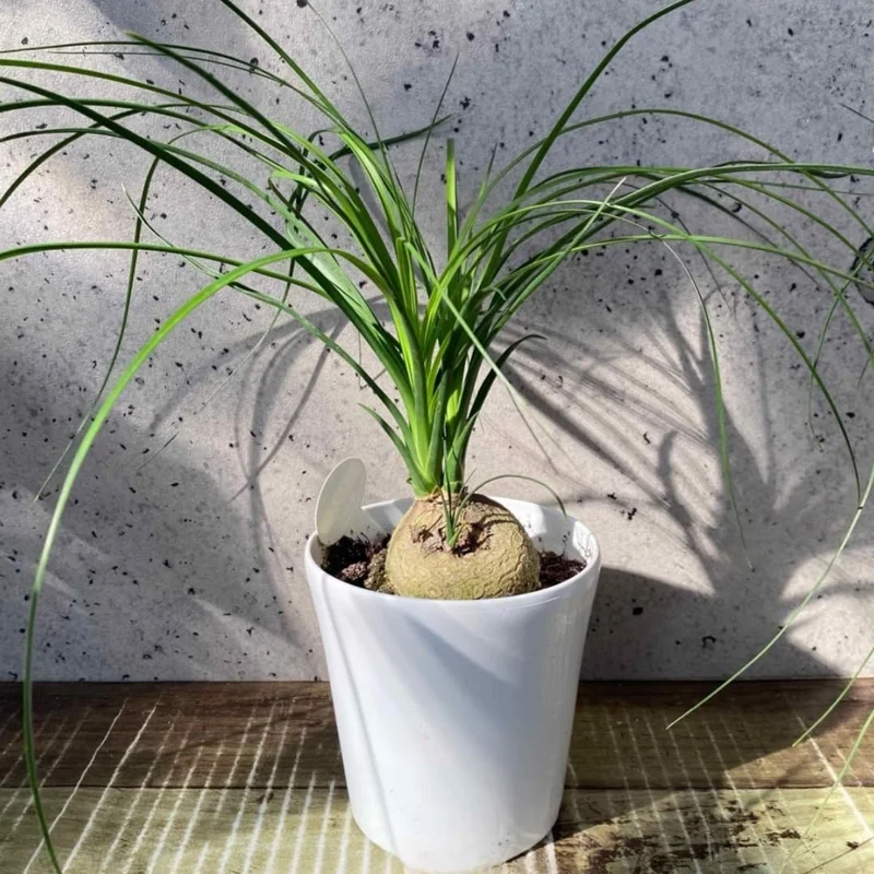 Ponytail Palm Live Plant - 12-16 Inch Indoor Plant in 4 Inch Pot