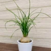 Ponytail Palm Plant - Live Indoor Plant 12-16 Inch in 4 Inch Pot