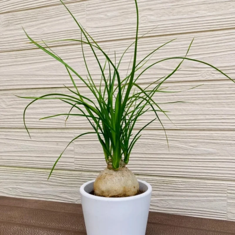 Ponytail Palm Plant - Live Indoor Plant 12-16 Inch in 4 Inch Pot