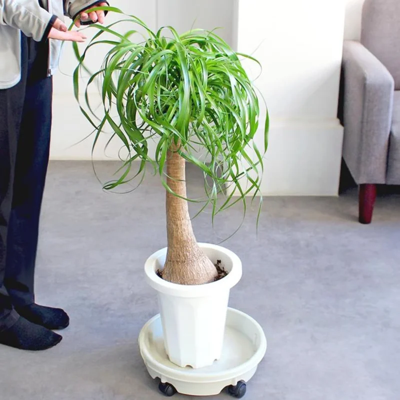 Ponytail Palm Plant - Live Indoor Plant 12-16 Inch in 4 Inch Pot