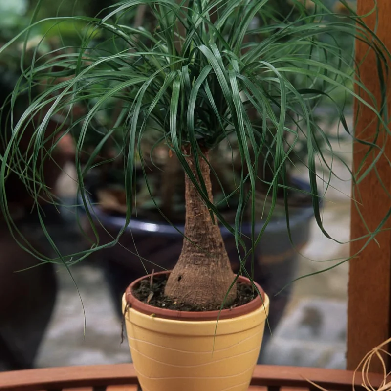 Ponytail Palm Plant - Live Indoor Plant 12-16 Inch in 4 Inch Pot
