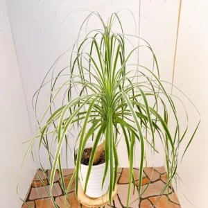 Ponytail Palm Plant - Live Indoor Plant 12-16 Inch in 4 Inch Pot