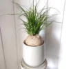 Ponytail Palm Tree Indoor Plant 12-16 inch Live Plant in 4 inch Pot