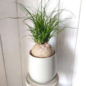 Ponytail Palm Tree Indoor Plant 12-16 inch Live Plant in 4 inch Pot