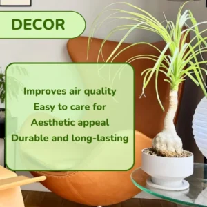 Ponytail Palm Tree Indoor Plant 12-16 inch Live Plant in 4 inch Pot