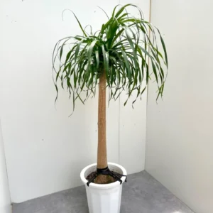 Ponytail Palm Tree Indoor Plant 12-16 inch Live Plant in 4 inch Pot