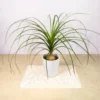Ponytail Palm Bonsai - 3 Live Plants - 12-16 inch Indoor Palm