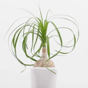 Ponytail Palm Bonsai - 3 Live Plants - 12-16 inch Indoor Palm
