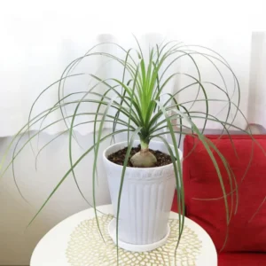 Ponytail Palm Bonsai - 3 Live Plants - 12-16 inch Indoor Palm