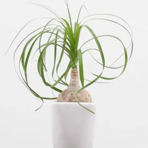 Ponytail Palm Plant Live Indoor 12-16 inch Tall in 4 inch Pot