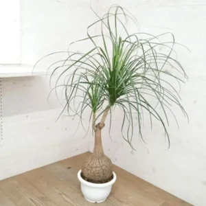 Ponytail Palm Plant Live Indoor 12-16 inch Tall in 4 inch Pot
